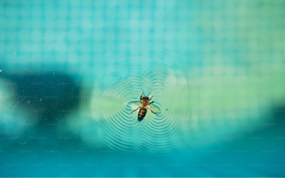 Conseil – Top 5 des répulsifs insecte pour piscine